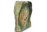 Gary Green Jasper (Larsonite) Bog Wood Slab - Oregon #263829-1